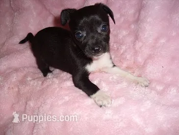SPECIAL BABY – Chihuahua puppy for sale in Canton, MS