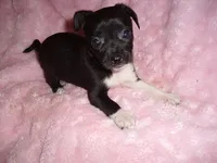 SPECIAL BABY, a female Chihuahua for sale in Canton, MS – 1 of 4