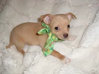 CHESTER, a male Chihuahua for sale in Canton, MS – 2 of 2