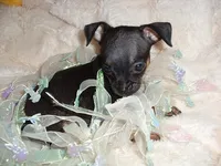CARSON, a male Chihuahua for sale in Canton, MS – 2 of 4