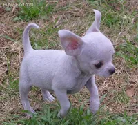 JAZZ, a male Chihuahua for sale in Canton, MS – 6 of 6