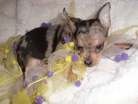 MERLE BABY, a female Chihuahua for sale in Canton, MS – 2 of 3