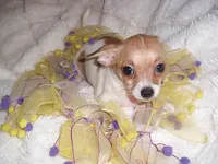 LILLIE, a female Chihuahua for sale in Canton, MS – 3 of 4