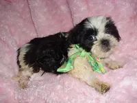 IMPERIAL MAN, a male Shih Tzu for sale in Canton, MS – 4 of 4