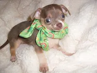 TINY MAN 3, a male Chihuahua for sale in Canton, MS – 3 of 3