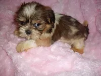 TURTLE, a male Shih Tzu for sale in Canton, MS – 3 of 3