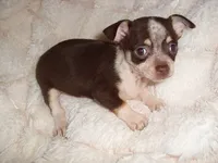 COCO BABY, a female Chihuahua for sale in Canton, MS – 1 of 5