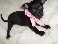 SASSY, a female Chihuahua for sale in Canton, MS – 2 of 3