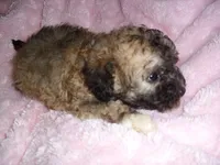 CUDDLES, a male Maltipoo for sale in Canton, MS – 4 of 4