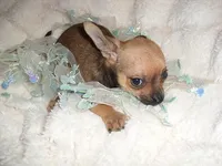 TUCKER, a male Chihuahua for sale in Canton, MS – 3 of 3