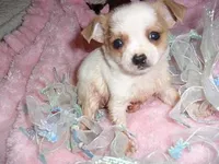 SCOOTER, a male Chihuahua for sale in Canton, MS – Photo 1 of 2