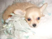 TINY JACK, a male Chihuahua for sale in Canton, MS – 2 of 3