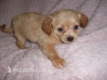 COOPER – Chihuahua puppy for sale in Canton, MS