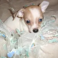 OSCAR, a male Chihuahua for sale in Canton, MS – Photo 2 of 3