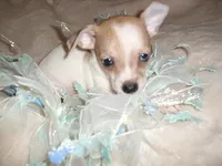 OSCAR, a male Chihuahua for sale in Canton, MS – Photo 2 of 3