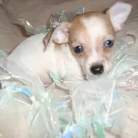 OSCAR, a male Chihuahua for sale in Canton, MS – Photo 1 of 3