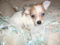 OSCAR, a male Chihuahua for sale in Canton, MS – Photo 1 of 3