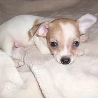 OSCAR, a male Chihuahua for sale in Canton, MS – Photo 3 of 3