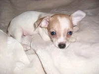 OSCAR, a male Chihuahua for sale in Canton, MS – Photo 3 of 3