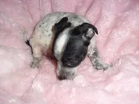 MERL MAN, a male Chihuahua for sale in Canton, MS – 3 of 3