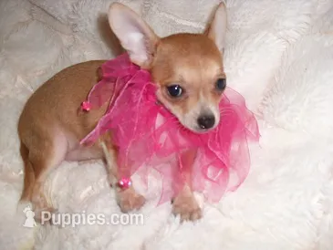 BETSY – Chihuahua puppy for sale in Canton, MS
