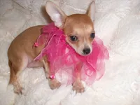BETSY, a female Chihuahua for sale in Canton, MS – 1 of 4