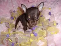 TEACUP SUZY, a female Chihuahua for sale in Canton, MS – Photo 1 of 2