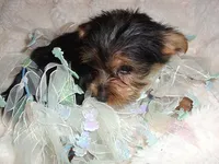 TINY BOY, a male Yorkshire Terrier for sale in Canton, MS – 3 of 4