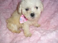 BABY BLONDE, a female Yorkipoo for sale in Canton, MS – 4 of 4
