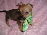 BUSTER, a male Chihuahua for sale in Canton, MS – 1 of 5