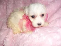 FLUFFY GIRL, a female Maltipoo for sale in Canton, MS – 3 of 4