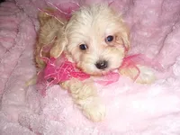 TINY HER, a female Maltipoo for sale in Canton, MS – 2 of 3