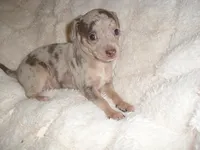MERLE BABY, a female Chihuahua for sale in Canton, MS – 4 of 5