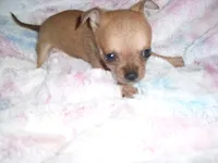 MICRO MAN, a male Chihuahua for sale in Canton, MS – 5 of 5