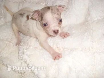 BLUE BABY – Chihuahua puppy for sale in Canton, MS
