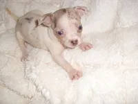 BLUE BABY, a female Chihuahua for sale in Canton, MS – 1 of 4