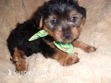 YORK MAN – Yorkshire Terrier puppy for sale in Canton, MS