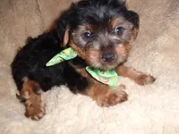YORK MAN, a male Yorkshire Terrier for sale in Canton, MS – 1 of 3