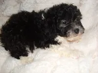 DIGBY, a male Poodle - Toy  for sale in Canton, MS – 3 of 4