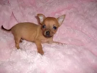 MIA, a female Chihuahua for sale in Canton, MS – Photo 1 of 2