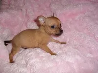 MIA, a female Chihuahua for sale in Canton, MS – Photo 2 of 2