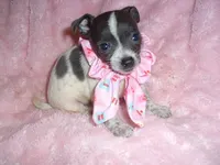 BLUE BABY 2, a female Chihuahua for sale in Canton, MS – 4 of 4