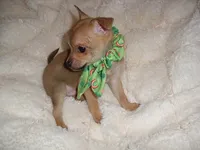 BUSTER, a male Chihuahua for sale in Canton, MS – 3 of 4