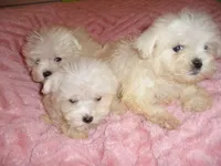 SISTER, a female Maltipoo for sale in Canton, MS – 4 of 4