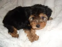 SISSY, a female Yorkipoo for sale in Canton, MS – 4 of 4