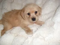 GOLDIE, a female Yorkipoo for sale in Canton, MS – 2 of 2