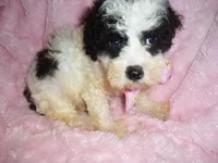 FLUFFY BABY, a female Poodle - Toy  for sale in Canton, MS – 2 of 4