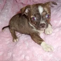 PEPPER, a male Chihuahua for sale in Canton, MS – Photo 2 of 3