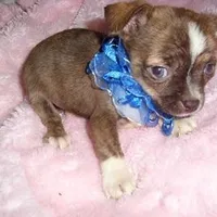 PEPPER, a male Chihuahua for sale in Canton, MS – Photo 3 of 3