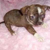 PEPPER, a male Chihuahua for sale in Canton, MS – Photo 1 of 3